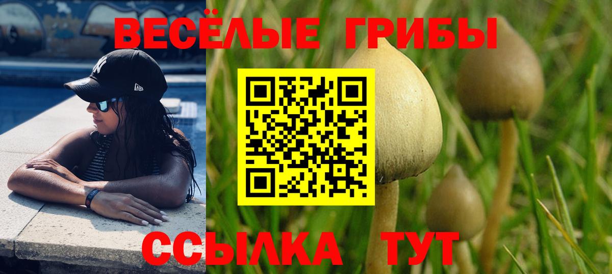 что такое   Вход с VPN  Жуковский  Псилоцибиновые грибы MAGIC MUSHROOMS  Псилоцибиновые грибы прущие грибы 